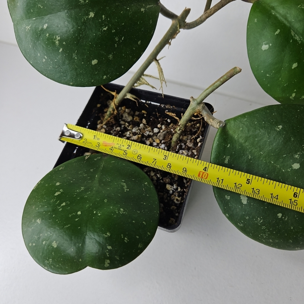 Hoya Obovata - Picture 7 of 10